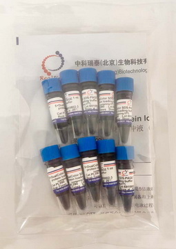 5×雙色蛋白上樣緩沖液 (變性，還原）